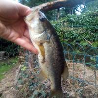 Pesciolini avannotti