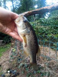 Pesciolini avannotti