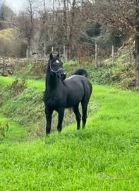 Stallone arabo nero