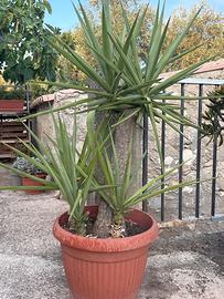 Tronchetto yucca