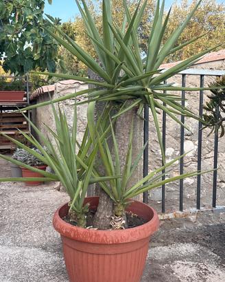 Tronchetto yucca