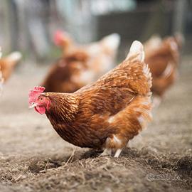 Galline ovaiole Rosse
