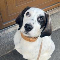Cane da caccia