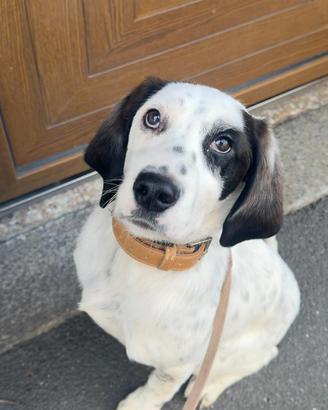 Cane da caccia
