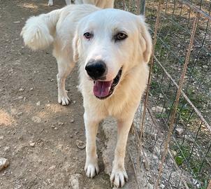 Il tenerissimo oslino