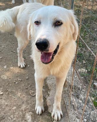 Il tenerissimo oslino