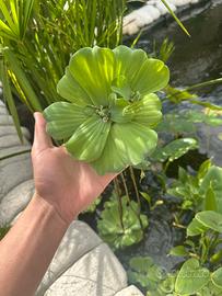PISTIA STRATIOTES – LATTUGA D’ACQUA 🌿