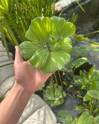 PISTIA STRATIOTES – LATTUGA D’ACQUA 🌿