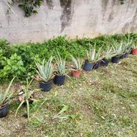 Pianta aloe vera