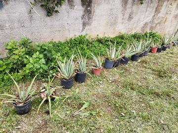 Pianta aloe vera