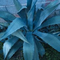 piante grasse agave 