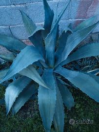 piante grasse agave 