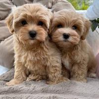 Maltipoo