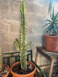 Cactus euphorbia