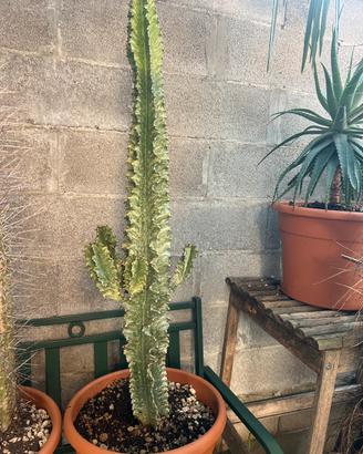 Cactus euphorbia
