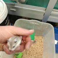 Cuccioli di criceti beby roborosky