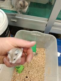 Cuccioli di criceti beby roborosky