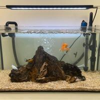 Acquario Completo 54 lt