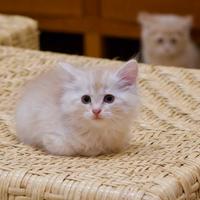 Gatti siberiani cuccioli