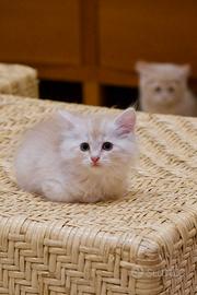 Gatti siberiani cuccioli