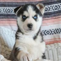 Siberian husky