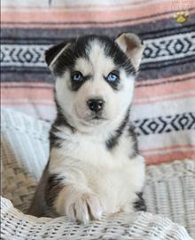Siberian husky