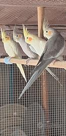 Pappagalli calopsiti