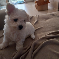 Vendita cuccioli