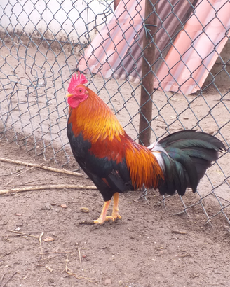 Gallina Mericanel della brianza
