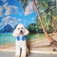 Accoppiamento barboncino nano