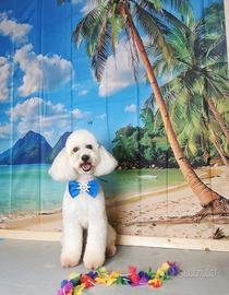 Accoppiamento barboncino nano