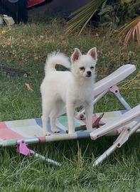 Maschio chihuahua e Pomerania