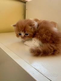 Cuccioli di Gatto Persiano