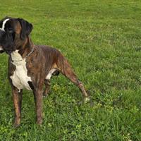Boxer maschio monte