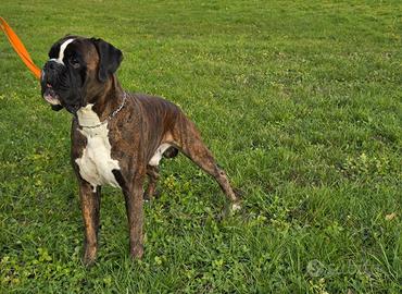 Boxer maschio monte