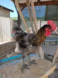 Ibrido Marans/Australorp "Blue"