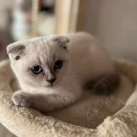Gattini Scottish Fold