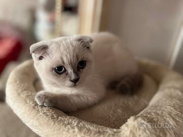 Gattini Scottish Fold