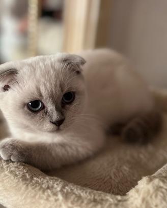 Gattini Scottish Fold