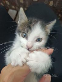 gattino