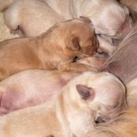 Cucciolo Golden retriever