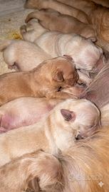 Cucciolo Golden retriever