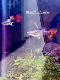 Coppia guppy show dumbo