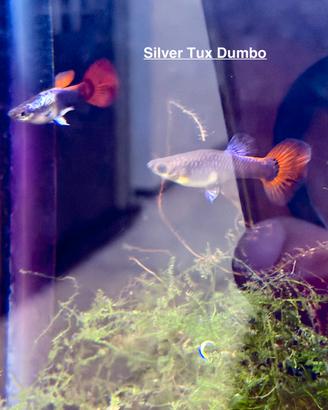 Coppia guppy show dumbo