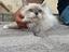 Immagine 2