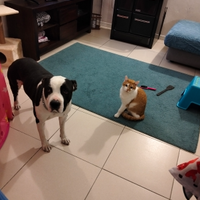 Staffordshire bull terrier