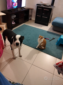 Staffordshire bull terrier