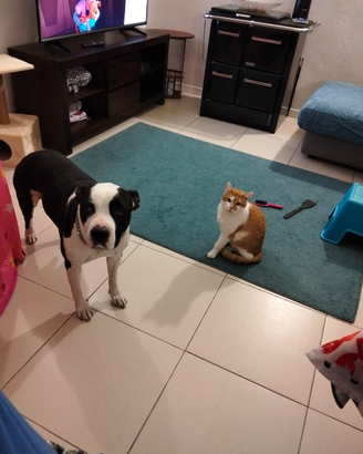 Staffordshire bull terrier