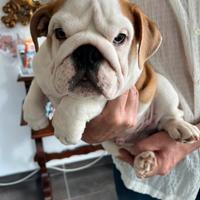 Adorabili bulldog inglese