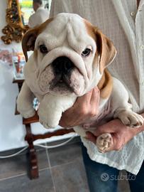 Adorabili bulldog inglese